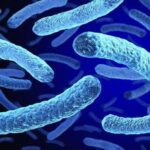 2 ponte bacteriana morta e 58