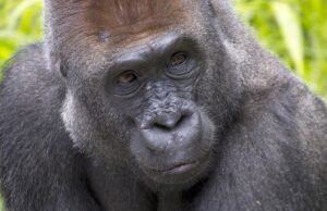 Os zoológicos de San Diego expressaram o assassinato de três animais em menos de uma semana