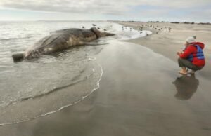 Colaborador: é hora de refazer a baleia