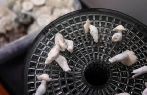 Sylosibin – ‘Magic Mushroom’ Drogas – As restrições podem ser menos visíveis