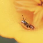 'Feral' honeybees are hogging all the pollen in SoCal. Here's how to help our native bees