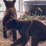 Os Cubs de Bear encontram sem sua mãe. Agora eles estão em San Diego