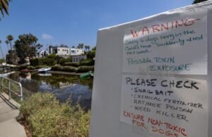 Coluna: O cachorro do canal de Veneza era o paraíso. Eles agora são um perigo de cachorro
