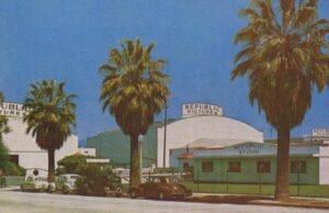 Comentário: as palmeiras de Los Angeles se preparam para o intestino folhas