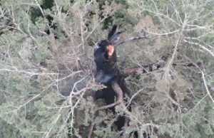 Uma das árvores mais altas do mundo está pegando fogo e a tripulação não pode mantê -lo fora