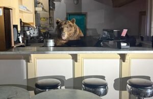 O norte da Califórnia é mostrado em uma sorveteria em um sorvete de morango de urso