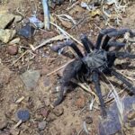 Esse é o inverno da tarântula. Onde você pode mostrar aranhas e como evitar bit