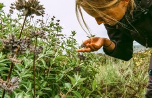 Como se voluntariar com as plantas originais em LA, Santa Barbara, OC
