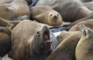 A doença renal está atingindo a Califórnia. C Singh: risco humano, animais de estimação