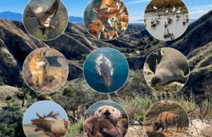 10 lugares na Califórnia para ver a vida selvagem em seus ambientes naturais