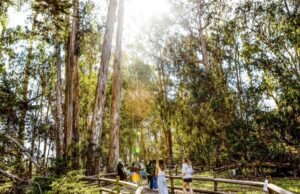 Os 10 acampamentos estaduais mais populares da Califórnia