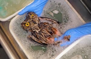 A coruja do grande chifre salvou de uma armadilha suave e mortal. Vai voar de novo?