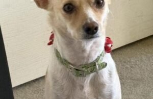 O cachorro da Califórnia levou o deputado ao proprietário perdido. Agora Poncho está faltando