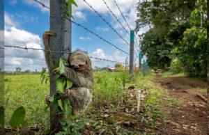 Depois de atravessar a estrada da Costa Rica, fique com a cerca de arame espinhoso.