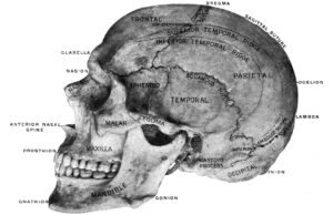 Como o estudo racista de crânios envolveu os cientistas da Victoria Britain
