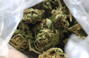 O inspetor -chefe de polícia explica as diferenças de sanções econômicas e crime para o tráfego de haxixe: “pelo menos 600 euros”