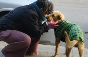 Cama na calçada: a história de Vanesairera e a Batalha de Cães sem famílias