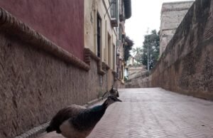 Eles vêem a peru morrendo na escola de uma criança em Sevilha