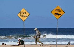Papai morreu em ataque de tubarão enquanto abolia a praia de Sydney