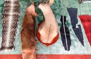 Profep fecha a pele da vida selvagem na Oaxaca