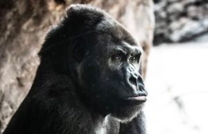 Gino, o mais longo gorila do reino animal da Disney, morreu em 44 anos