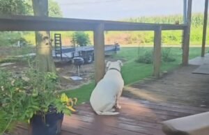 A história de um vírus do tiktok de um cachorro que não responde à ligação e o proprietário não sabe se é surdo