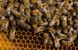 As abelhas são milagrosas e observações que revelam maneiras ocultas