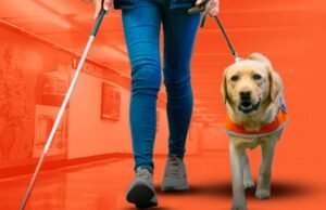 Eles oferecem treinamento especial para os funcionários do CDMX respeitarem o direito dos cães habituais