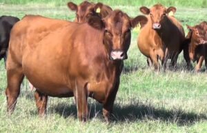 O juiz de Cantabria abriu o negócio com três homens para a morte de 25 touros: “Há um sinal válido de crime”