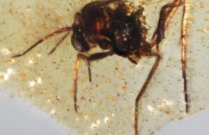 Os insetos pré -históricos foram encontrados em âmbar no início na América do Sul