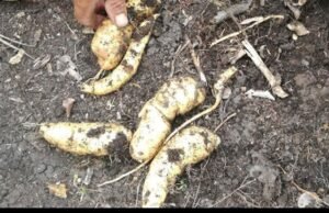 Midis preso na programação alimentar da escola para fornecer produtos locais