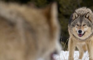 Os homens alfa existem realmente na natureza?