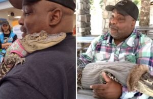 Um homem que tem Caiman como um animal de estimação que ele não permite que eles vão ao shopping com ele: “Este é o meu apoio emocional”