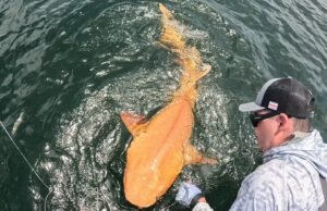 Os pescadores descobrem um tubarão laranja brilhante do primeiro tipo com duas condições raras do Caribe