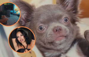 Andrea Valdiri ficou surpresa ao mostrar a sala rica onde ele se preparou para seu animal de estimação: ele tem televisão e mini neins e mini