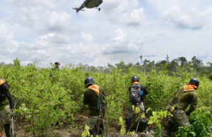 O Conselho de Estado bateu duas grandes soluções sobre o pagamento da madeira imunda em Catatumbo: este é o motivo