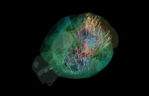 Mapa de 600.000 células cerebrais prescreve o livro sobre como o cérebro toma decisões