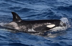 “Nós saímos completamente”: os orcs estão atacando barcos na Europa novamente