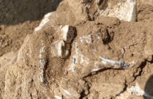 1,8 milhão de mandíbulas anuais podem ser as primeiras evidências de Homo erectus fora da África