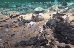 A inundação chinesa explora as crateras gigantes anteriormente desconhecidas no fundo do Pacífico – e elas acontecem com a vida