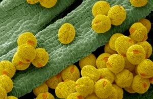 Os cientistas sugerem o uso de pólen para fazer papel e esponjas