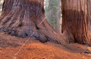 O incêndio de granada ameaça ervas daninhas vulneráveis em sequoiaas gigantes