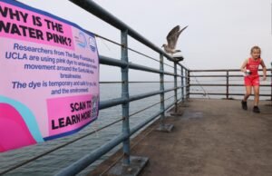 Como um dy rosa rosa pode melhorar a qualidade da água da baía de Santa Monica?