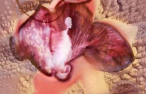 Encontrar esperança na beleza diária todos os anos e experiente