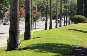 A água metropolitana aumentou o reembolso da remoção sem grama