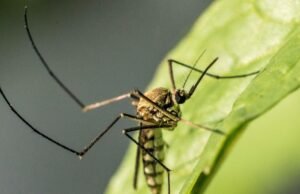 A variável ocidental confirma no condado de La, alertou os funcionários públicos