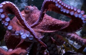 SoCal Ocalpus passará o último dia para cuidar de ovos que não vão soprar