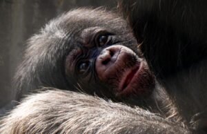 Veja novos moradores do zoológico: dois chimpanzés de bebê