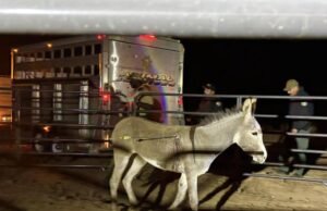 Um burro ferido por uma flecha na Califórnia, o último dos ataques