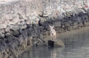 Coiote encontrou natação na Baía de São Francisco, no meio dos residentes da ilha
